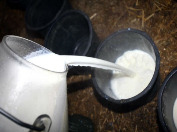 producatori-lapte-calarasi